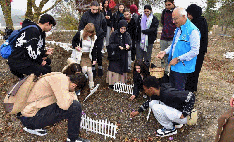 BAÜN Botanik Bahçesinde İlk Safran Hasadı Öğrencilerle Gerçekleştirildi