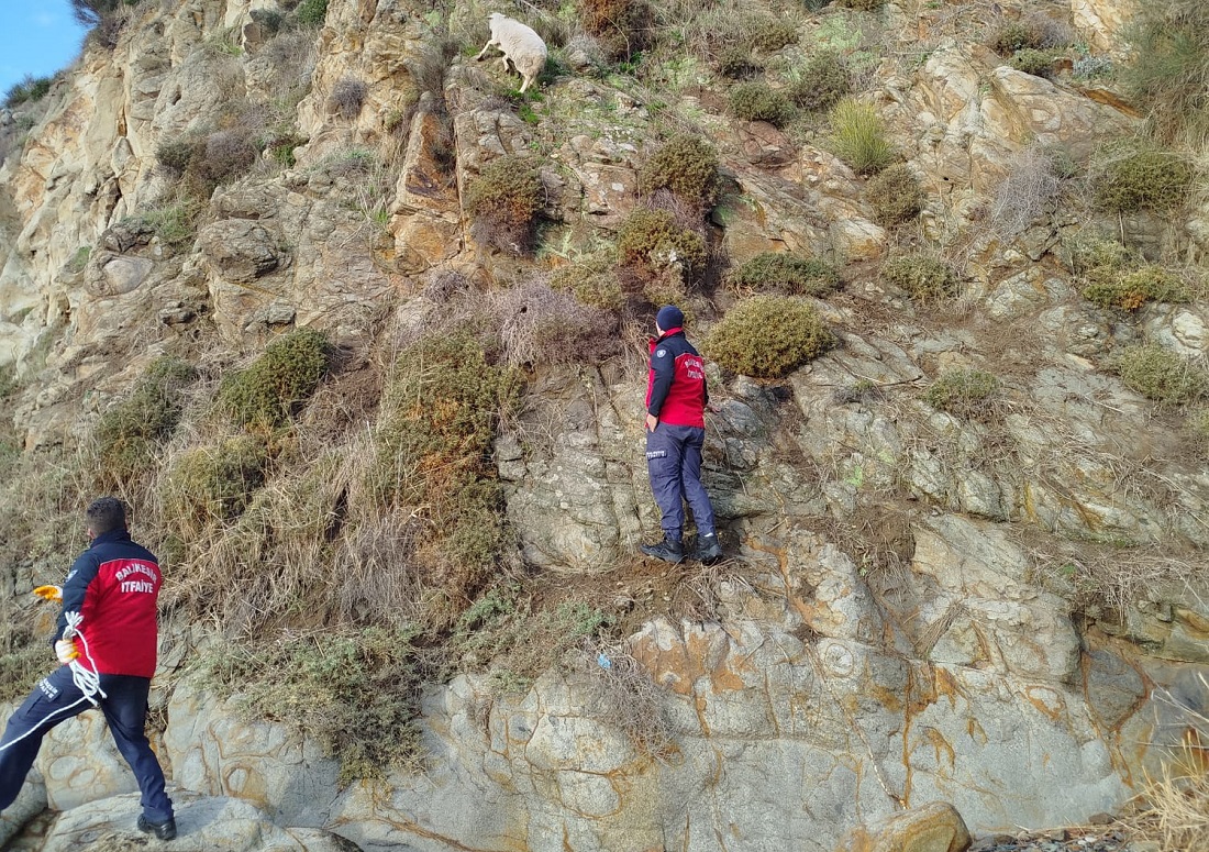 Erdek’te Mahsur Kalan Koyun İtfaiye Tarafından Kurtarıldı