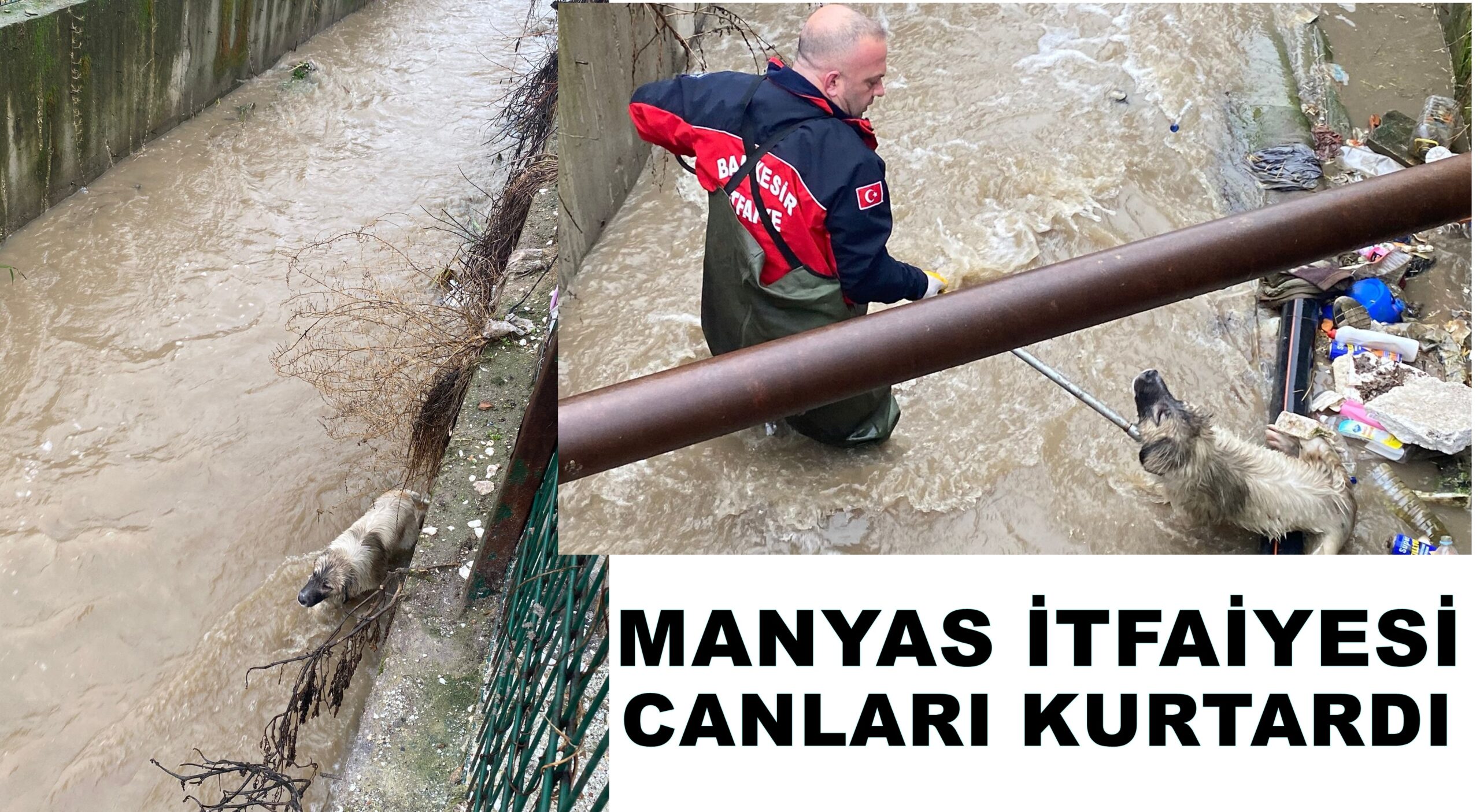 Manyas’ta kanala düşen köpekleri itfaiye kurtardı