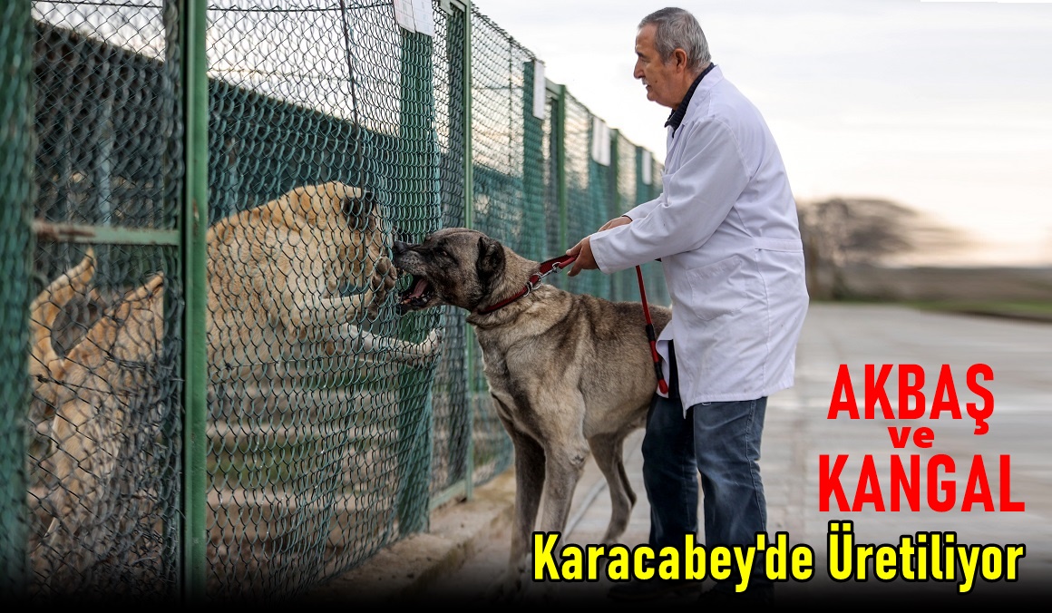 Safkan Akbaş ve Kangal Köpekleri 28 yıldır Karacabey’de korunuyor