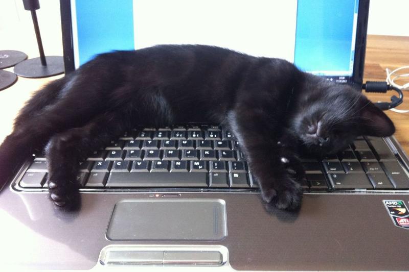 Kedinizin Tuhaf Davranışları Ne Anlama Geliyor