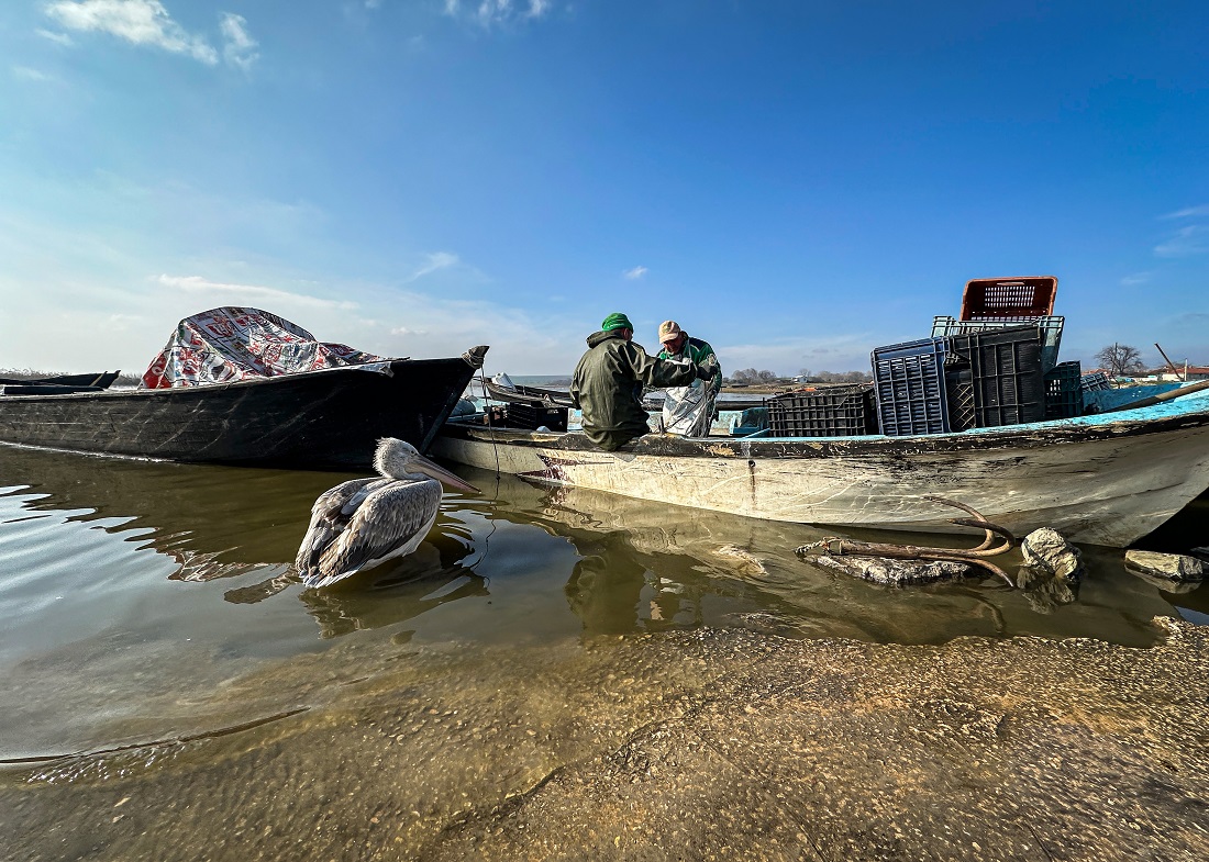 Kuş Gölü’nde Balıkçıların Yolunu Gözleyen Pelikanlar