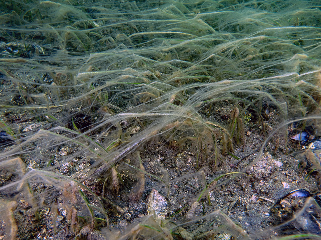 Müsilaj Deniz Çayırı ve Pinaları Olumsuz Etkiliyor