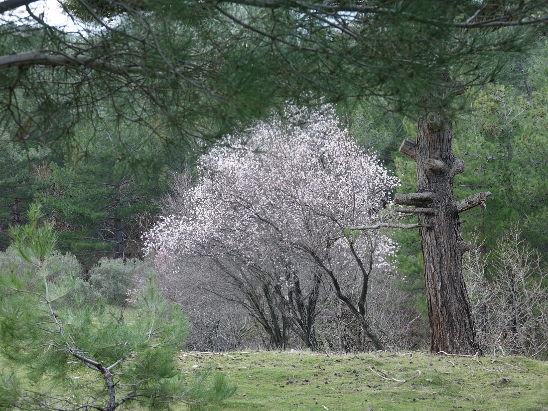 Balıkesir’de Meyve Ağaçları Çiçek Açtı