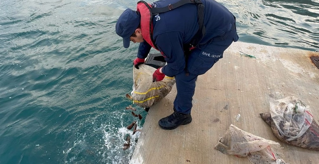 Deniz Patlıcanları Kaçak Avlanıyordu..Denize Bırakıldı..