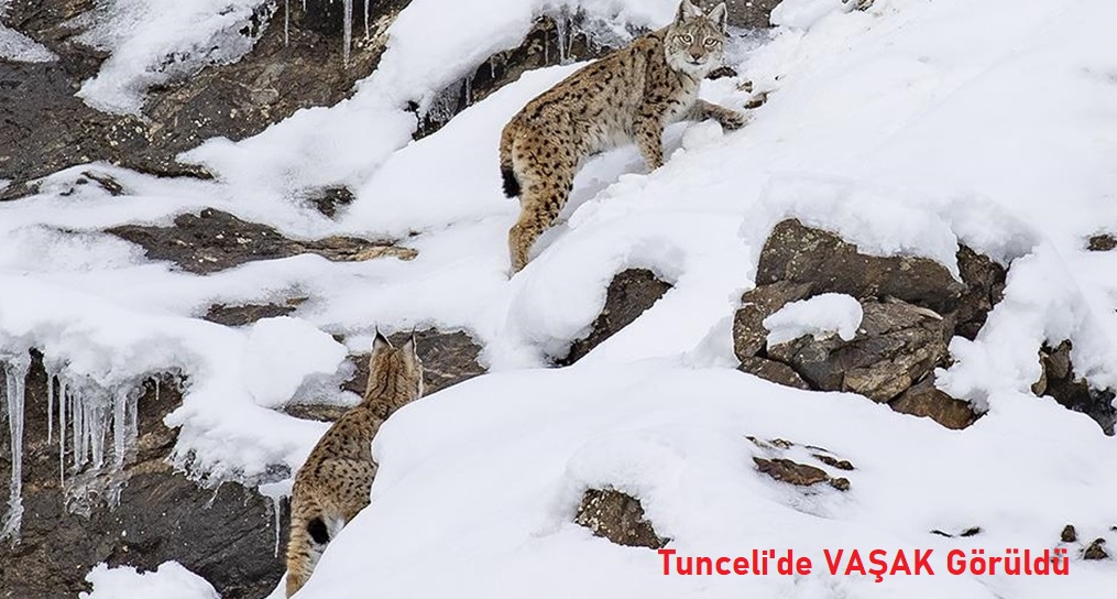 Yabani Orman Kedisi Vaşak Görüntülendi