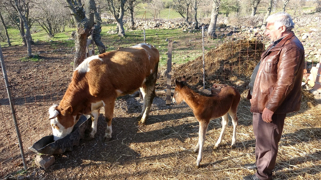 Çanakkale’de annesi ölen tayı, inek emziriyor