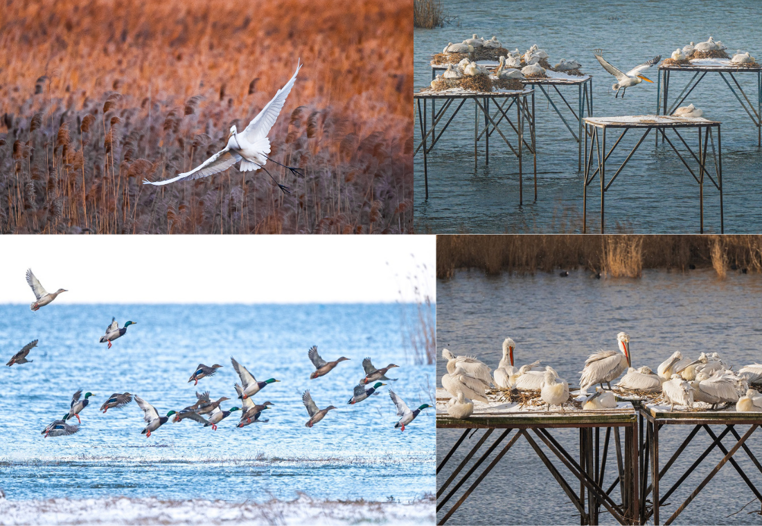 Manyas Kuşcenneti Milli Parkı’nda Bahar Hareketliliği