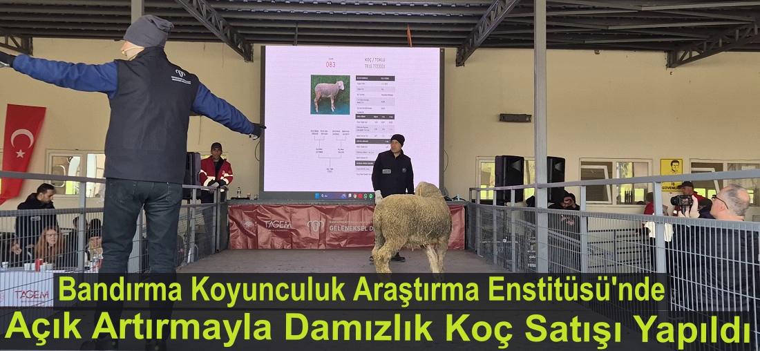 Bandırma Koyunculuk Araştırma Enstitüsü’nde Açık Artırmayla Damızlık Koç Satışı Yapıldı