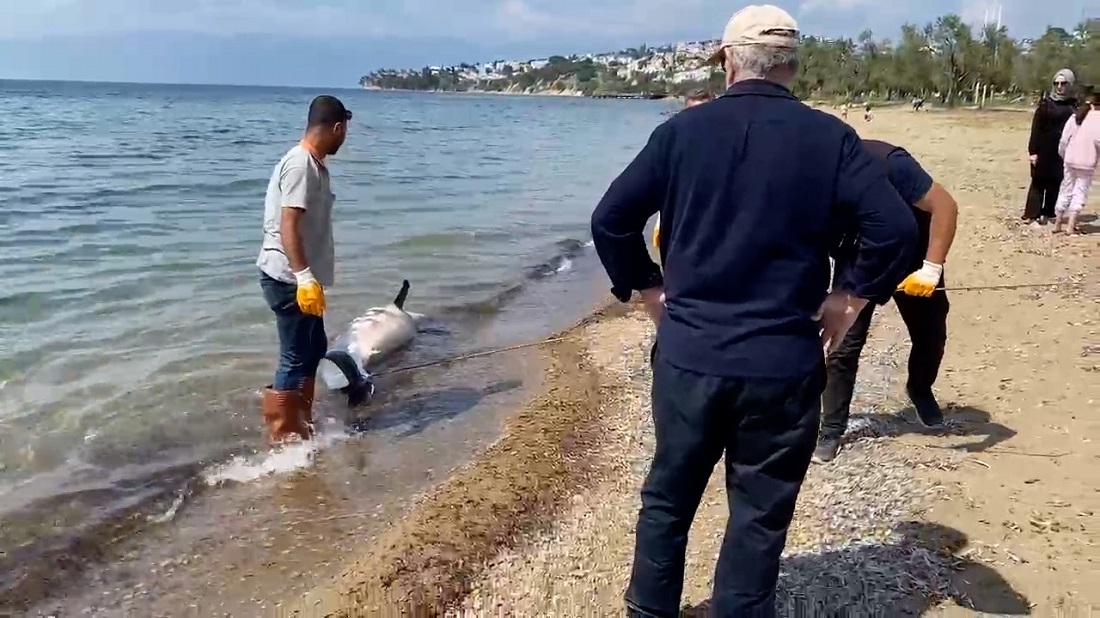 Balıkesir’de Ölü Yunus Sahile Vurdu