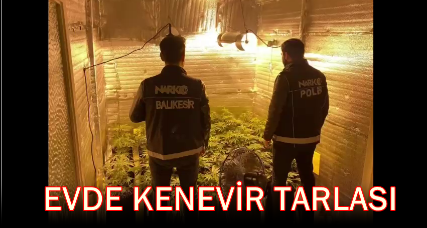Ayvalık’ta Evinde Kenevir Yetiştiren Yakalandı