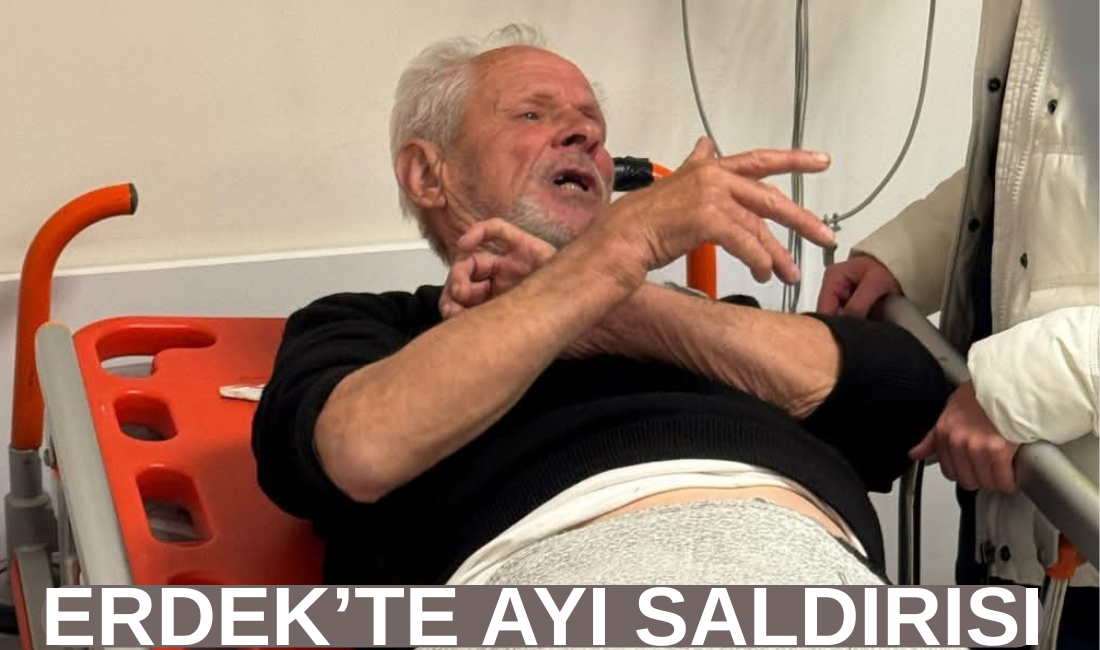 Erdek’te Ayının Saldırdığı Kişi Yaralandı
