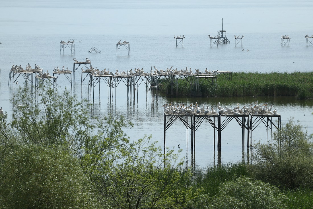 Kuşcenneti Milli Parkı Baharda Gelen Kuşlarla Renklendi