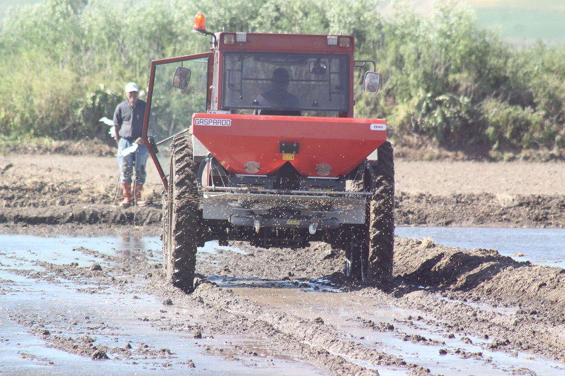 Manyas’ta Bu Yıl 98 Bin Dekar Alana Çeltik Ekildi