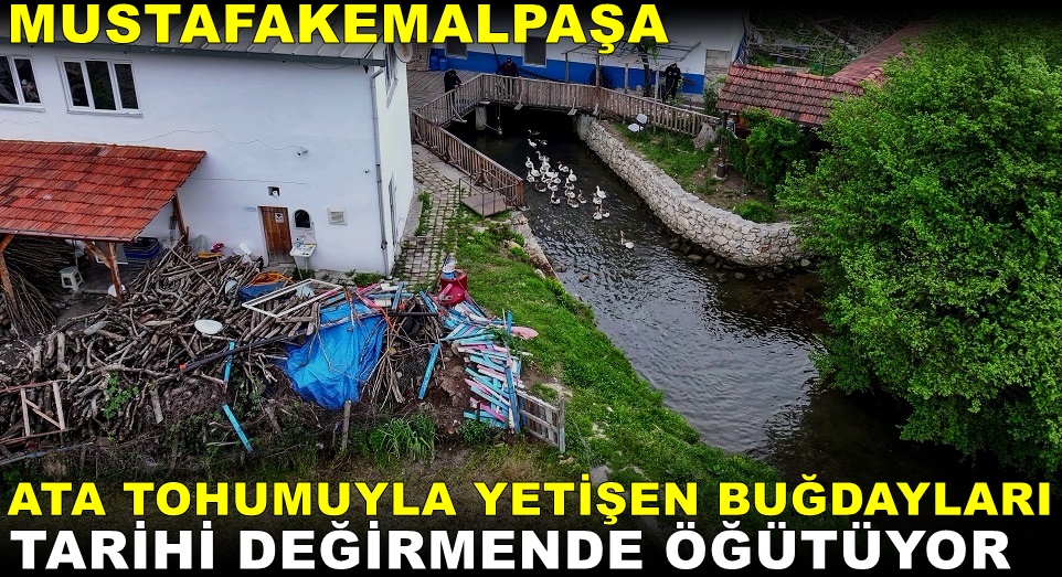 Ata Tohumuyla Yetişen Buğdayları Tarihi Değirmende Öğütüyor