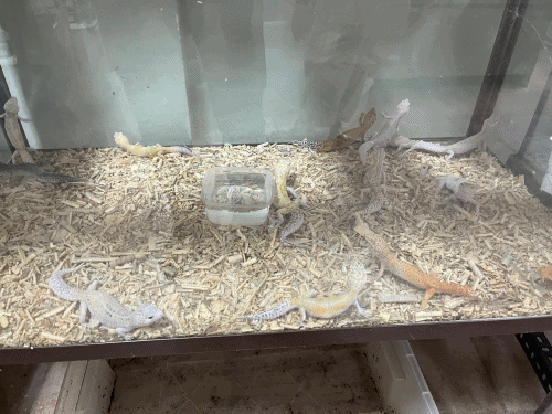 Bursa’da yasa dışı bulundurulan egzotik hayvanlar koruma altına alındı