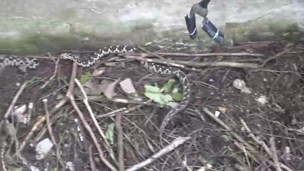 Balıkesir’de İtfaiye Ekipleri Su Kuyusundaki 3 Engerek Yılanını Çıkardı