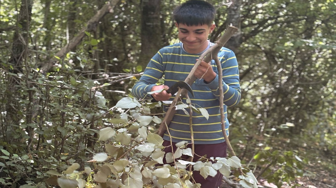 Manyas’ta Ihlamur Hasadı Başladı