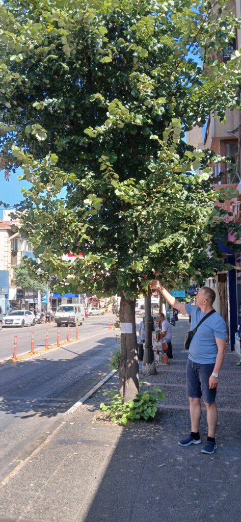Ağaçlar da ilgi ister.. /Erdem Özcan