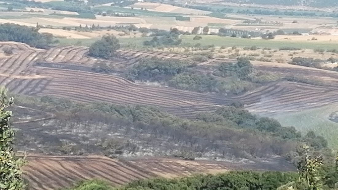 Manyas’ta Arazide Çıkan Yangın Kontrol Altına Alındı