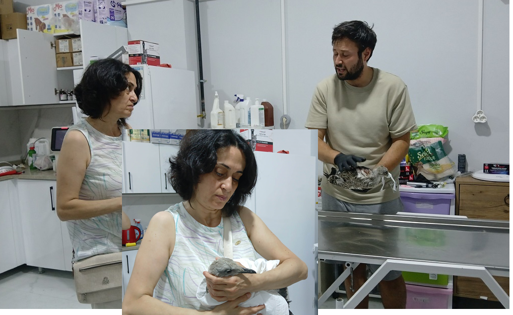 Martı İçin Seferber Oldular