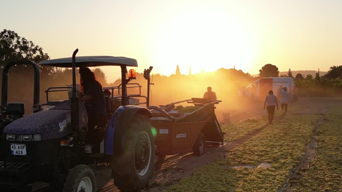 Manisalı Çiftçiler Kuru Üzüm İçin Geceleri Nöbette