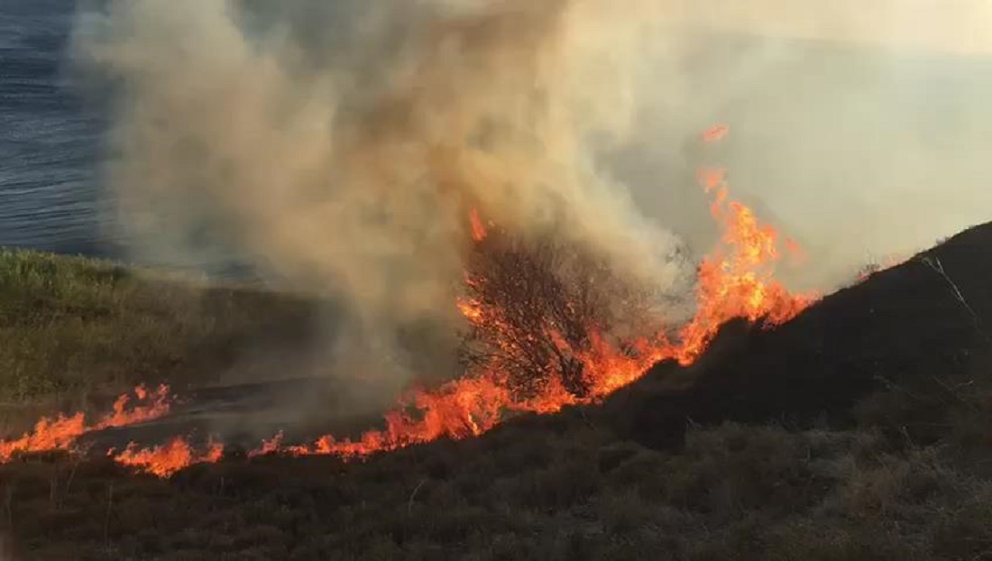 Paşalimanı Adası’ndaki Orman Yangınına Müdahale Ediliyor