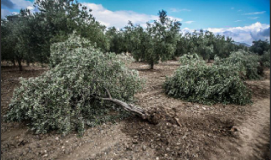 4 ay sonra gelen yağmur Bandırma’yı yıkadı