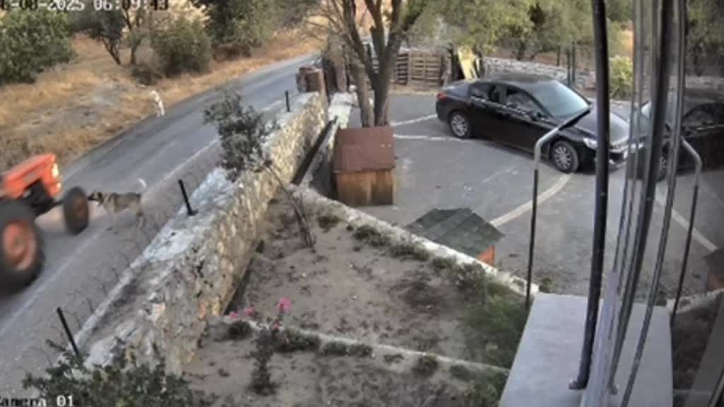 Traktör Köpeği Ezdi! O Anlar Güvenlik Kamerasına Yansıdı