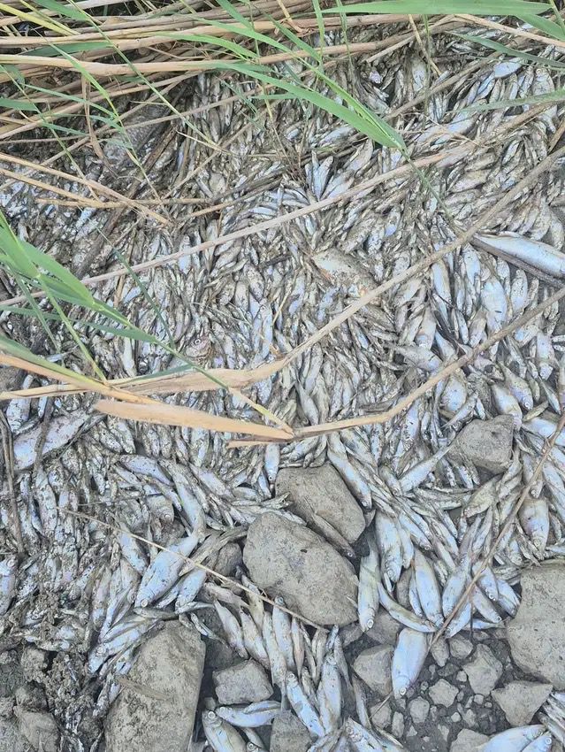 Manyas Gölü’nde Balık Katliamı: Zehirli Atık İddiası