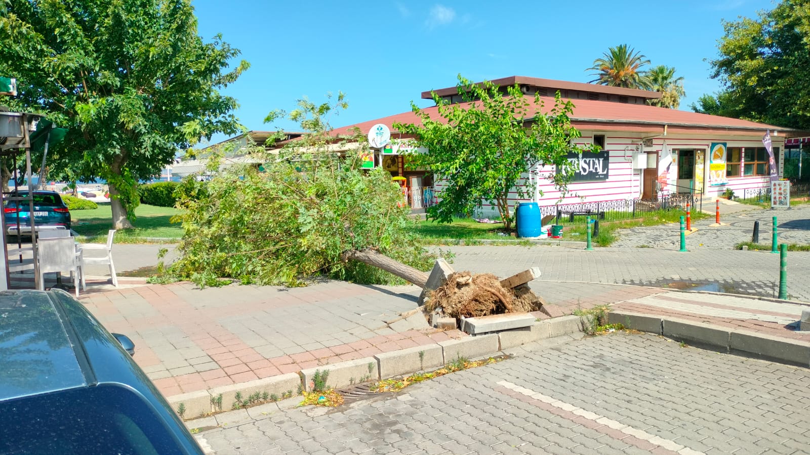 Bandırma’da Ağaçsöken  Fırtına Korkuttu