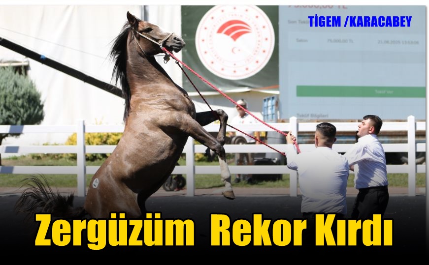 Karacabey TİGEM’de Tay Satışı