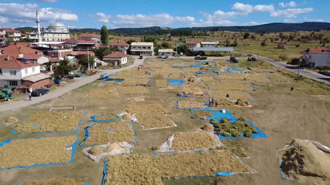 Doğal Yöntemlerle Yetiştirilen Demirci Kuru Fasulyesine Talep Artıyor