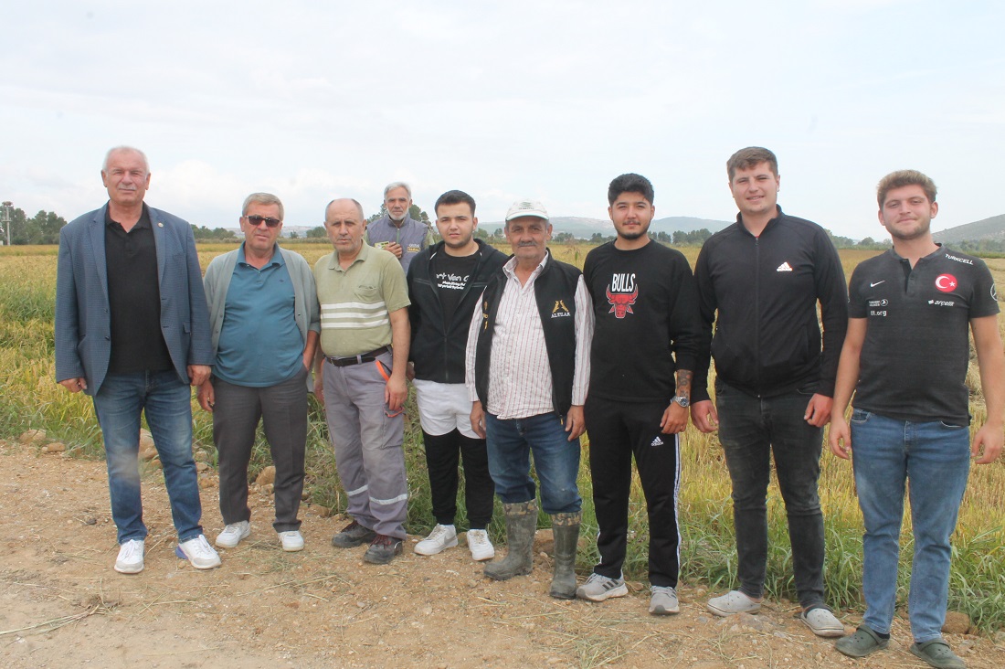 Manyas’ta Çeltik Hasadı Başladı