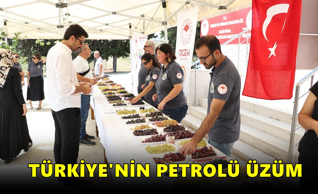 Tekirdağ’da Geliştirilen 23 Çeşit Üzüm Tanıtıldı