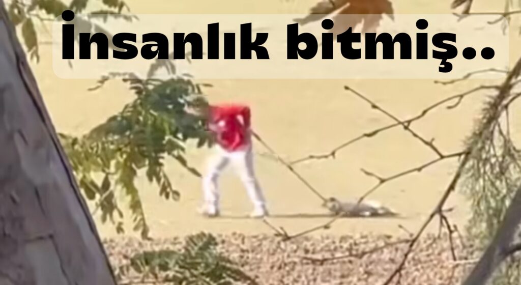 Köpeği İple Sürükleyen Belediye Görevlisi Gözaltına Alındı