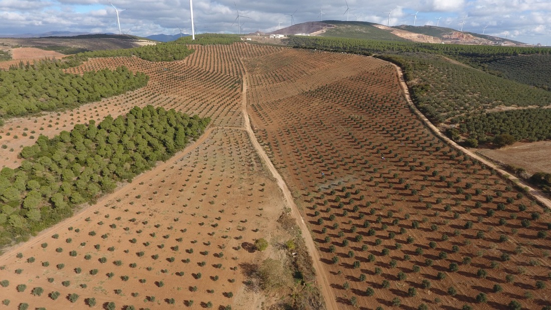 Orman Genel Müdürü Karacabey : Diktigimiz Fidanlar..