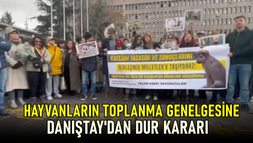 Sokak Hayvanları Genelgesine Danıştay “DUR” Dedi