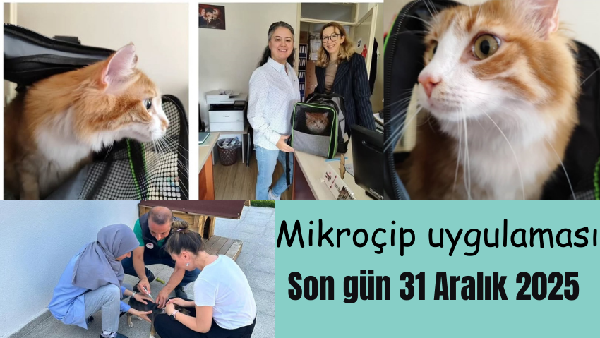 Balıkesir’de Kedi ve Köpeklerde Mikroçip ve Kuduz Aşısı Uygulamaları Devam Ediyor