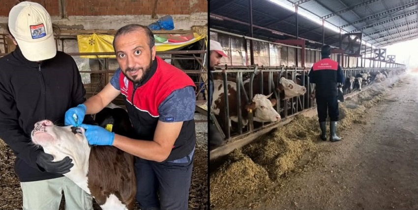 Balıkesir’de Şap Aşılamalarında Rapel Dönemi Başladı