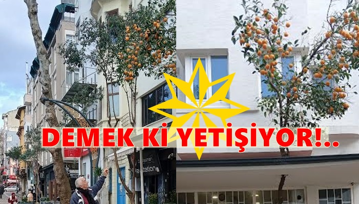 Portakal Ağacı.. Bandırma’da !