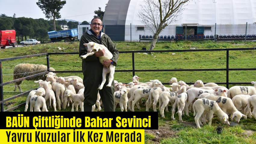 Bu Kuzular Balıkesir Üniversitesi Çiftliği’nden