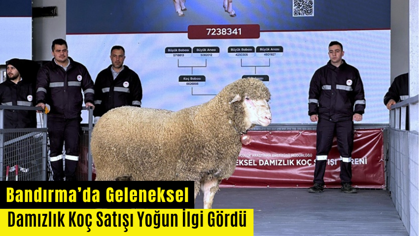 Bandırma’da Geleneksel Damızlık Koç Satış Töreni Gerçekleştirildi