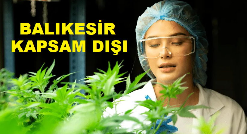 Kenevir Üretiminde Balıkesir İli Yine Kapsam Dışı Bırakıldı.