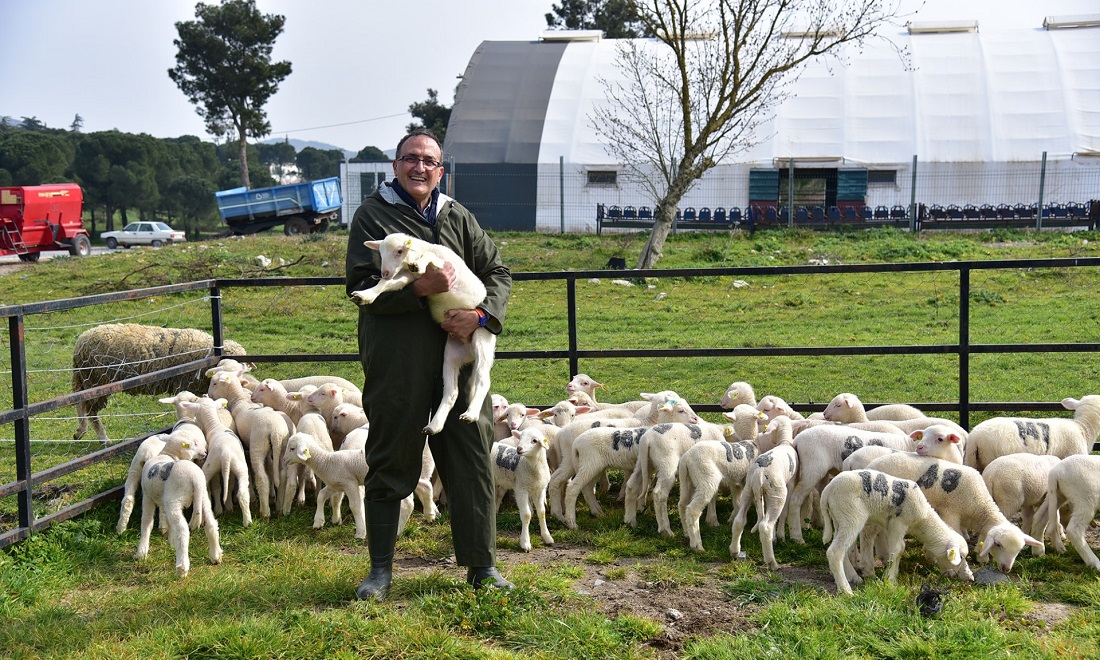 Bu Kuzular Balıkesir Üniversitesi Çiftliği’nden