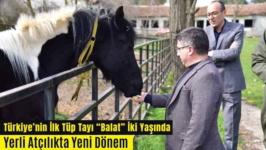Türkiye’nin İlk Tüp Tayı “Balat” 2 Yaşında