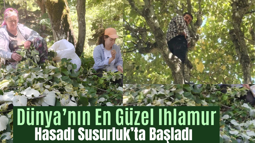 Dünya’nın En Güzel Ihlamur Hasadı Başladı