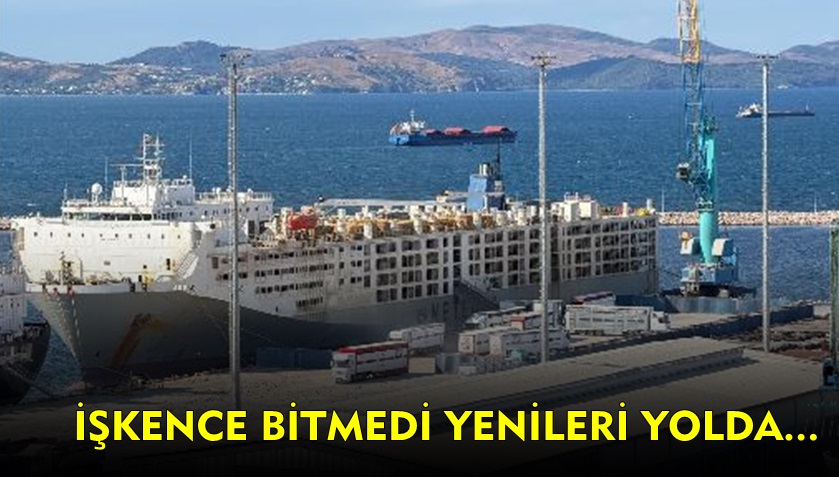 Bandırma’da Angus Gemileri Sıraya Girdi