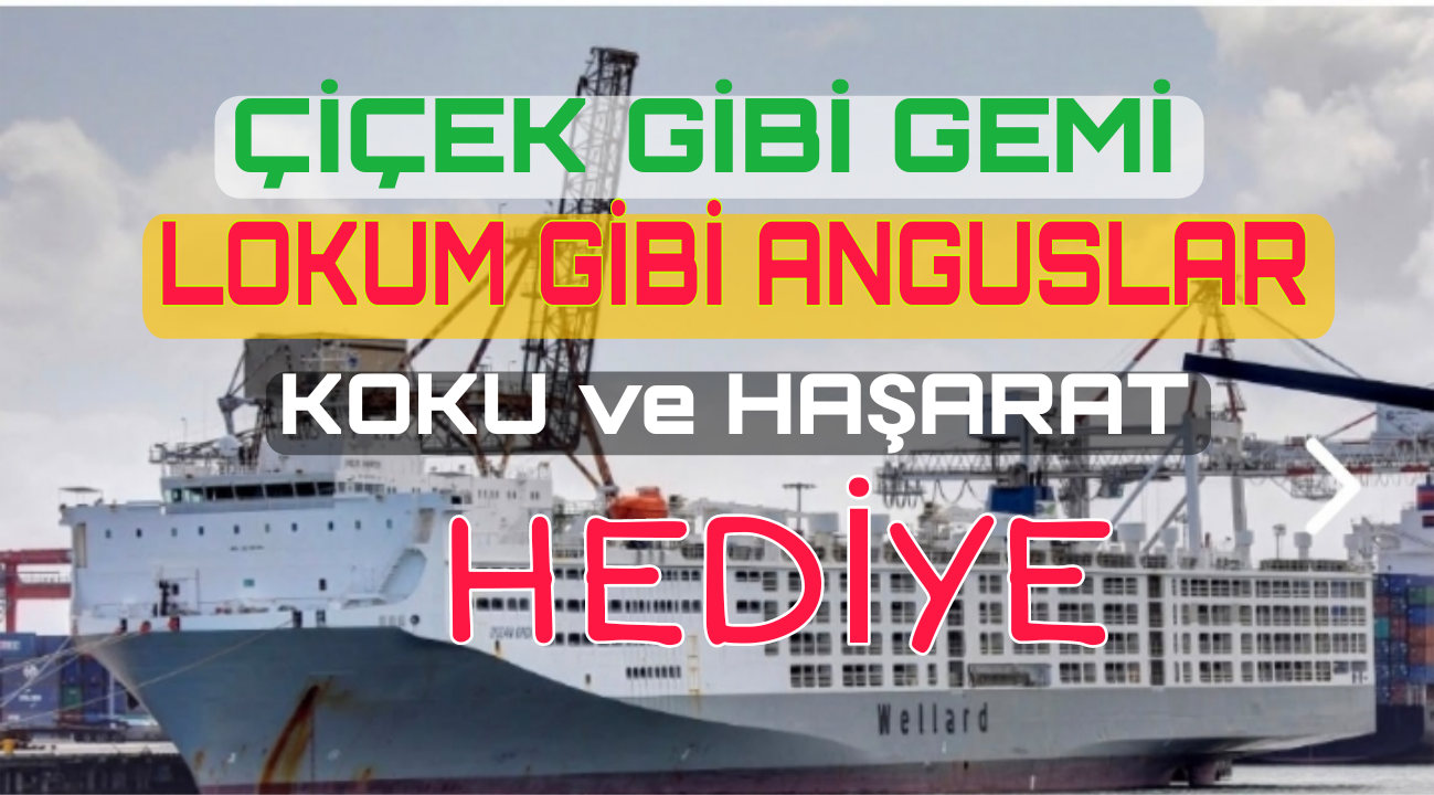Feribot Yok Angus Var. Brezilya’dan Geldi.