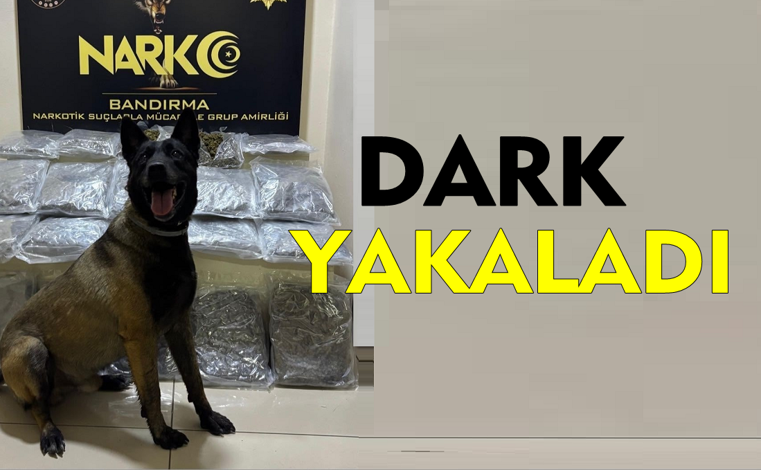 Narkotik Köpek Dark Bandırma’da Yakaladı. 11 Kilo Skunk